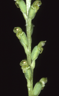 APII jpeg image of Microtis parviflora  © contact APII