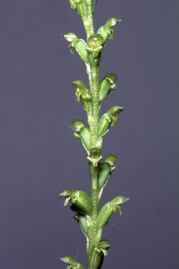 APII jpeg image of Microtis parviflora  © contact APII