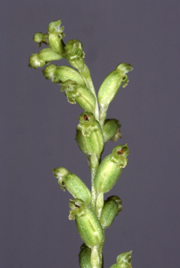 APII jpeg image of Microtis unifolia  © contact APII