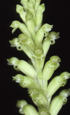 APII jpeg image of Microtis unifolia  © contact APII