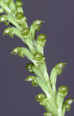 APII jpeg image of Microtis unifolia  © contact APII