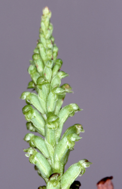 APII jpeg image of Microtis arenaria  © contact APII