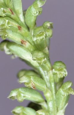 APII jpeg image of Microtis arenaria  © contact APII