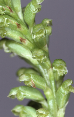 APII jpeg image of Microtis arenaria  © contact APII