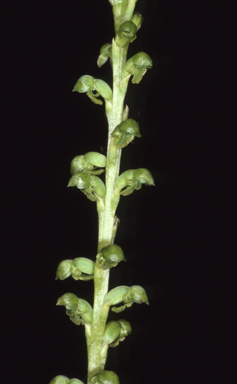 APII jpeg image of Microtis oblonga  © contact APII