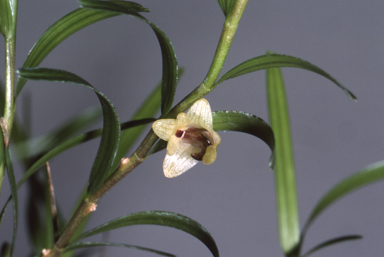 APII jpeg image of Monanthos malbrownii  © contact APII