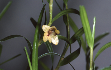 APII jpeg image of Monanthos malbrownii  © contact APII