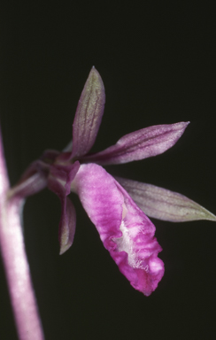 APII jpeg image of Nervilia holochila  © contact APII