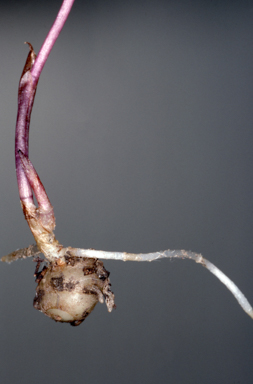 APII jpeg image of Nervilia uniflora  © contact APII