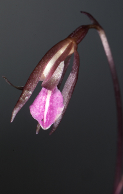 APII jpeg image of Nervilia uniflora  © contact APII