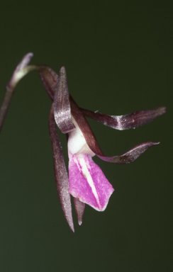 APII jpeg image of Nervilia uniflora  © contact APII