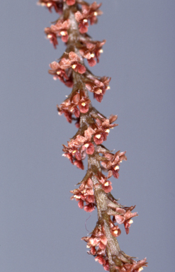 APII jpeg image of Oberonia rimachila  © contact APII