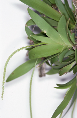 APII jpeg image of Oberonia flavescens  © contact APII