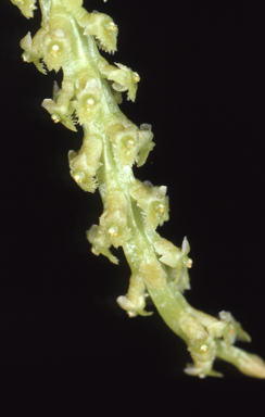 APII jpeg image of Oberonia complanata  © contact APII