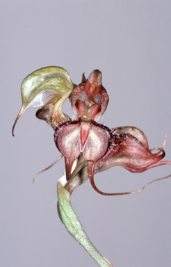 APII jpeg image of Oligochaetochilus boormanii  © contact APII