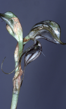 APII jpeg image of Pterostylis biseta  © contact APII