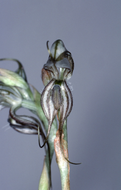 APII jpeg image of Pterostylis biseta  © contact APII