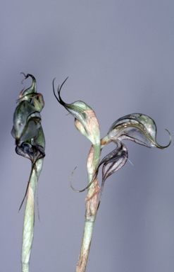 APII jpeg image of Pterostylis biseta  © contact APII