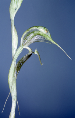 APII jpeg image of Pterostylis biseta  © contact APII