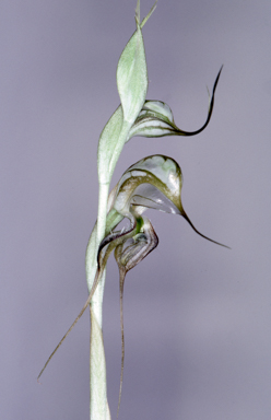 APII jpeg image of Pterostylis biseta  © contact APII