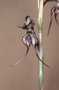 APII jpeg image of Oligochaetochilus basalticus  © contact APII