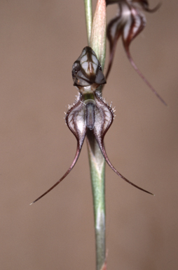 APII jpeg image of Oligochaetochilus basalticus  © contact APII