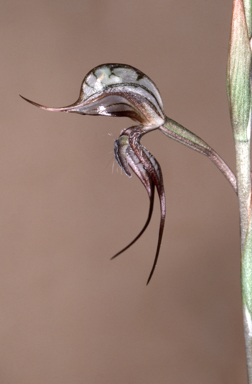 APII jpeg image of Oligochaetochilus basalticus  © contact APII