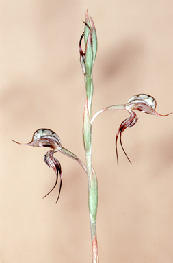 APII jpeg image of Oligochaetochilus basalticus  © contact APII