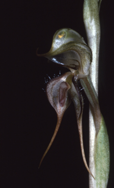 APII jpeg image of Pterostylis arenicola  © contact APII