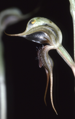 APII jpeg image of Pterostylis arenicola  © contact APII