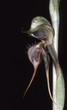 APII jpeg image of Pterostylis arenicola  © contact APII