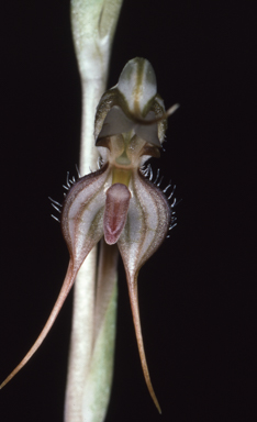 APII jpeg image of Pterostylis arenicola  © contact APII