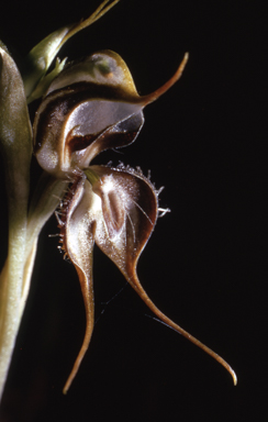 APII jpeg image of Pterostylis arenicola  © contact APII