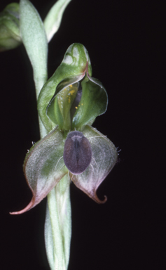 APII jpeg image of Pterostylis gibbosa  © contact APII