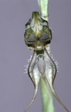 APII jpeg image of Pterostylis biseta  © contact APII