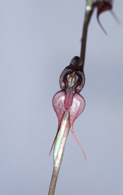 APII jpeg image of Oligochaetochilus linguus  © contact APII