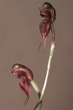 APII jpeg image of Oligochaetochilus vividus  © contact APII