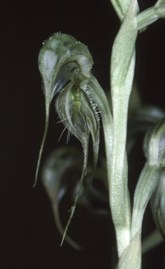 APII jpeg image of Oligochaetochilus exsertus  © contact APII