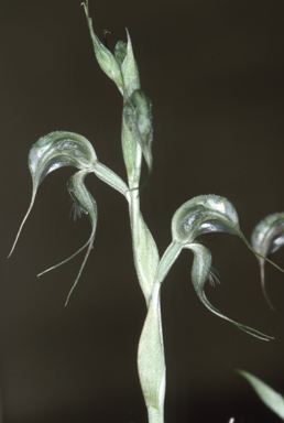 APII jpeg image of Oligochaetochilus exsertus  © contact APII