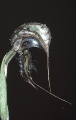 APII jpeg image of Pterostylis eremaea  © contact APII