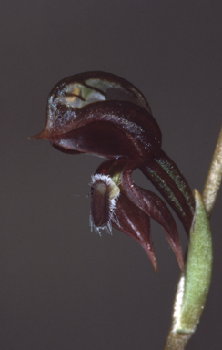 APII jpeg image of Oligochaetochilus rufus  © contact APII