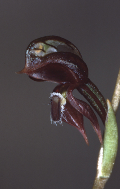 APII jpeg image of Oligochaetochilus rufus  © contact APII