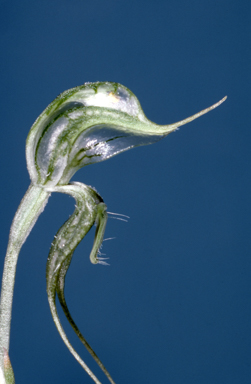 APII jpeg image of Pterostylis psammophila  © contact APII