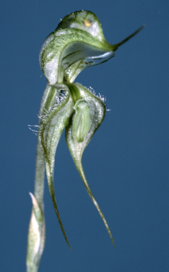 APII jpeg image of Pterostylis psammophila  © contact APII