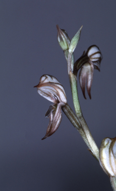 APII jpeg image of Oligochaetochilus platypus  © contact APII