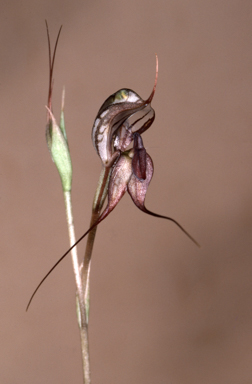 APII jpeg image of Oligochaetochilus mystacinus  © contact APII