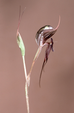 APII jpeg image of Oligochaetochilus mystacinus  © contact APII