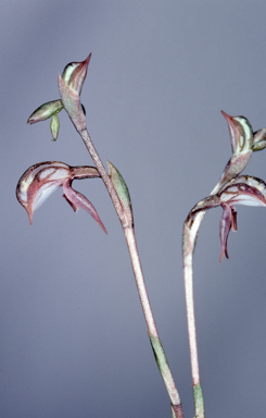 APII jpeg image of Oligochaetochilus percultus  © contact APII