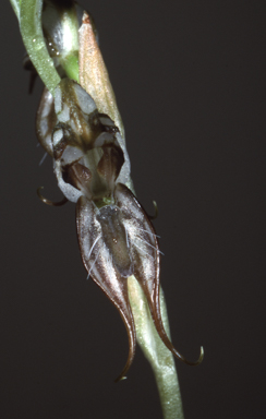 APII jpeg image of Oligochaetochilus pictus  © contact APII