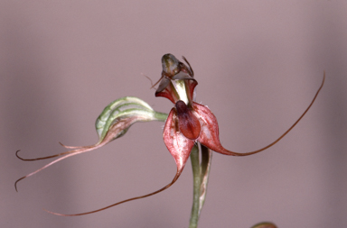 APII jpeg image of Oligochaetochilus mystacinus  © contact APII